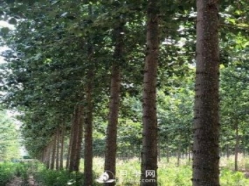 河南周口：培育出不飞絮的杨树新品种