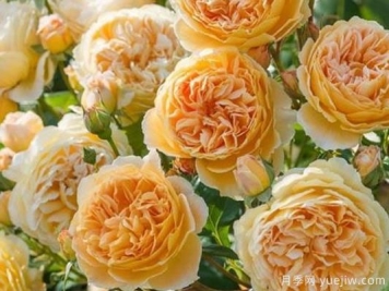 大花香水月季的养护方法，分享10种花香飘满屋