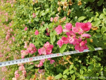 安吉拉月季盆栽苗，60厘米高基地发货