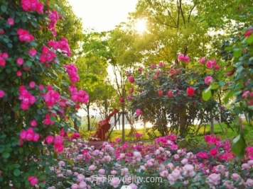 上海前滩休闲公园，月季花海盛景等你赏